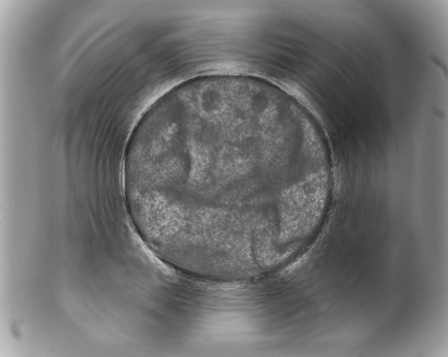 X0000098130839200805151114