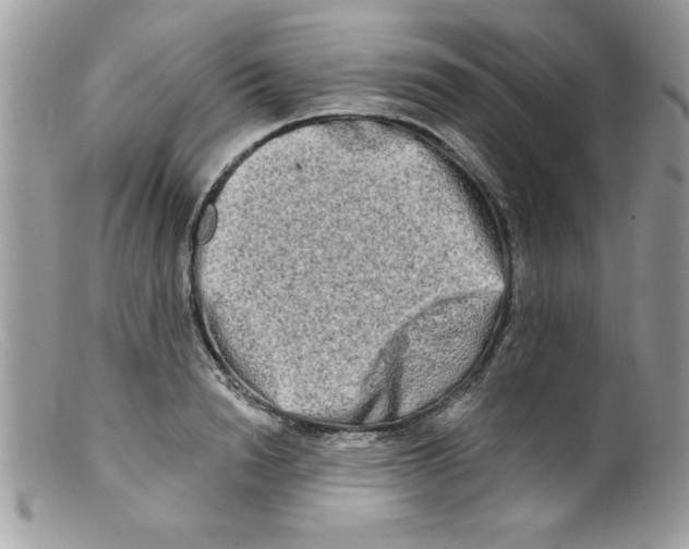 X0000098130846200805151114