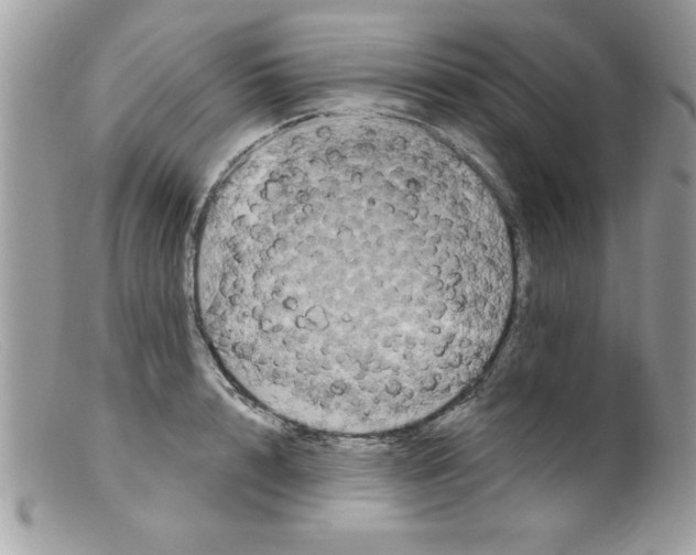 X0000098130848200805151114