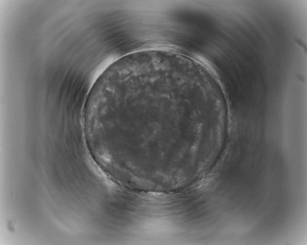 X0000098130907200805151113