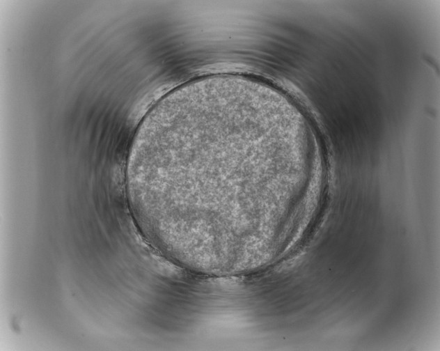 X0000098130937200805151112