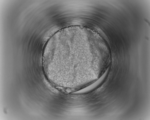 X0000098130938200805151112