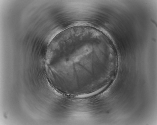 X0000098130953200805151112