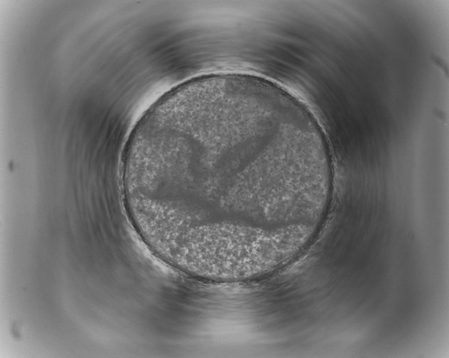 X0000098130990200805151111