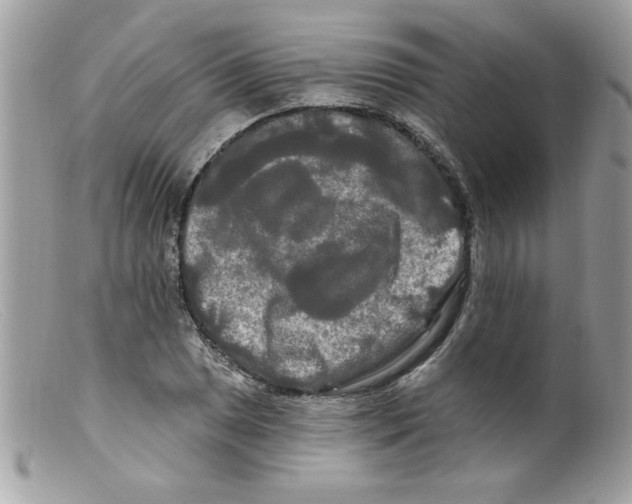 X0000098131025200805151110