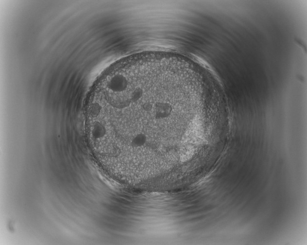 X0000098131027200805151110