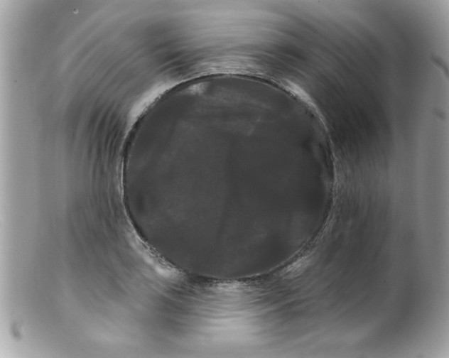 X0000098131035200805151110