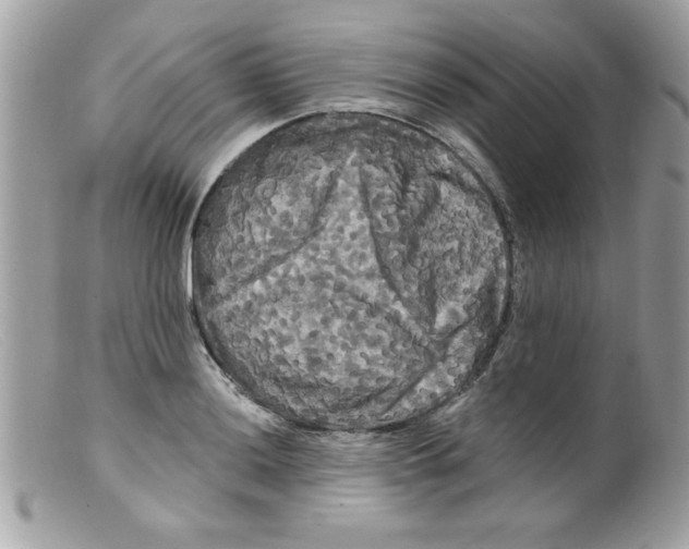 X0000098131036200805151110