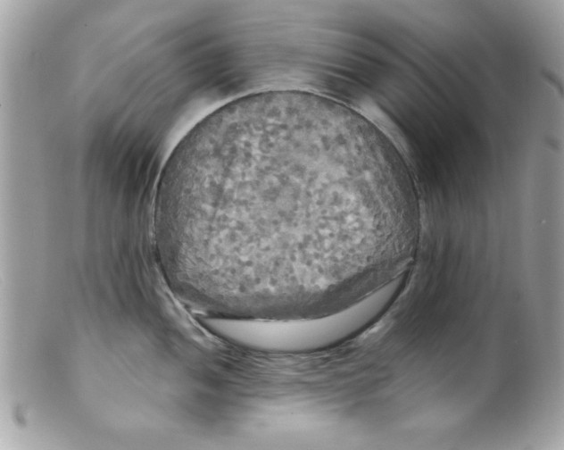 X0000098131052200805151111