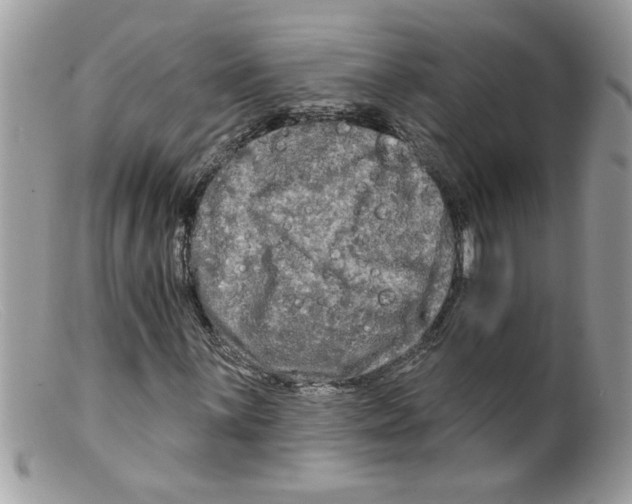 X0000098131059200805151110