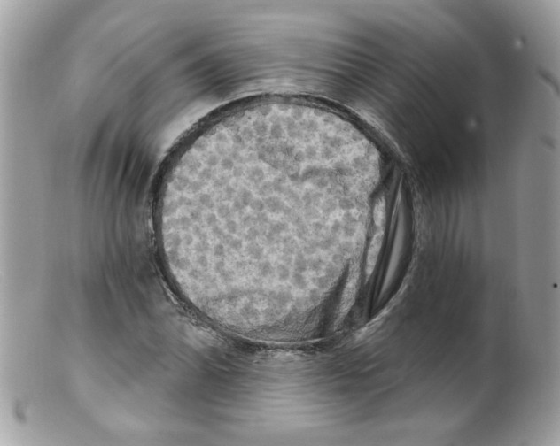 X0000098131070200805151110