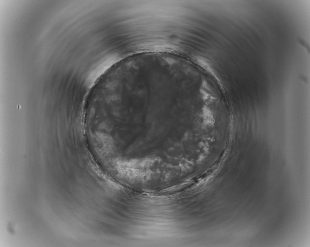 X0000098131071200805151110
