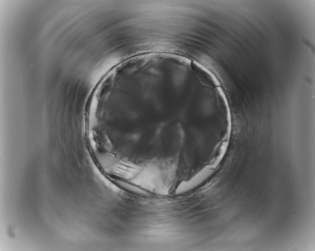 X0000098131095200805151109