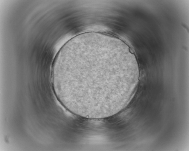 X0000098131103200805151109