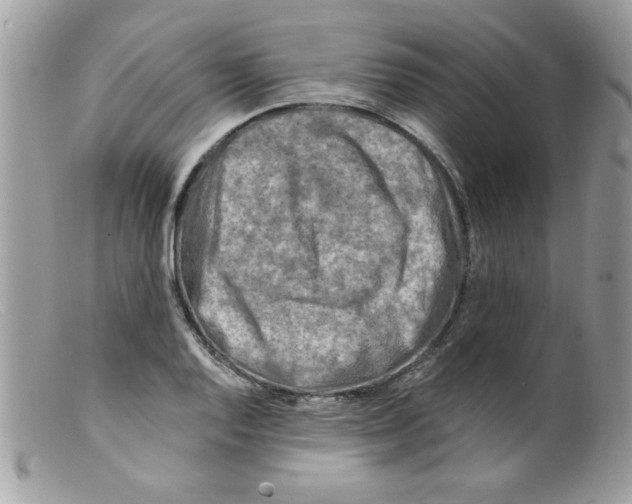 X0000098131128200805151109