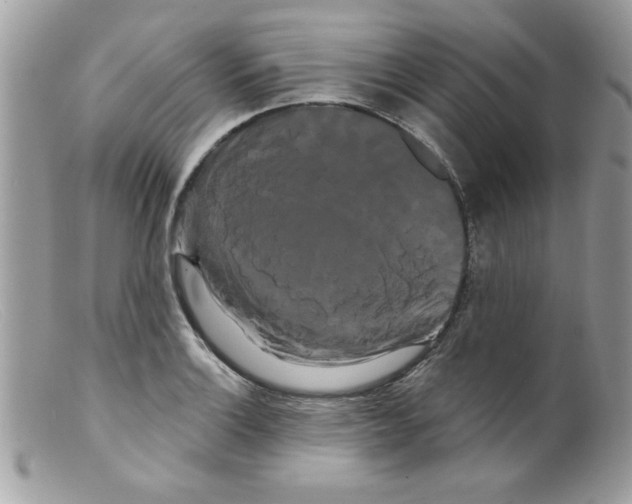 X0000098131132200805151109