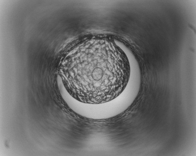 X0000098131157200805151108