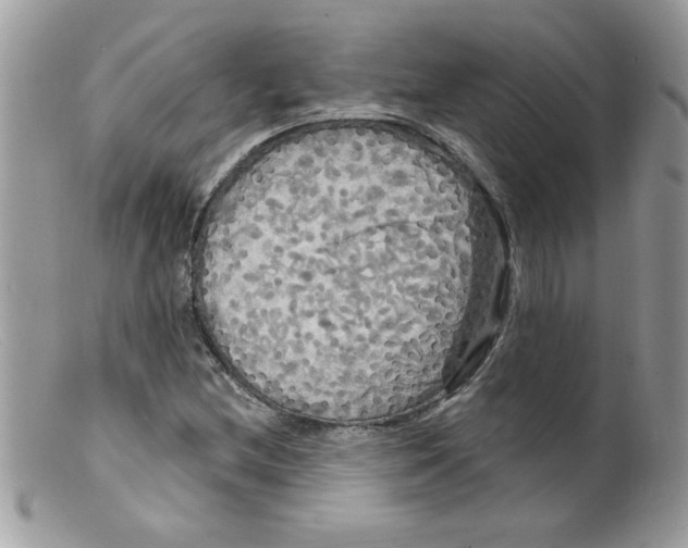 X0000098131212200805151107