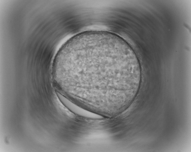 X0000098131248200805151108
