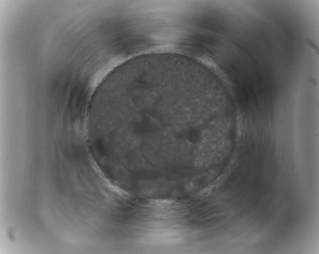 X0000098131278200805151106
