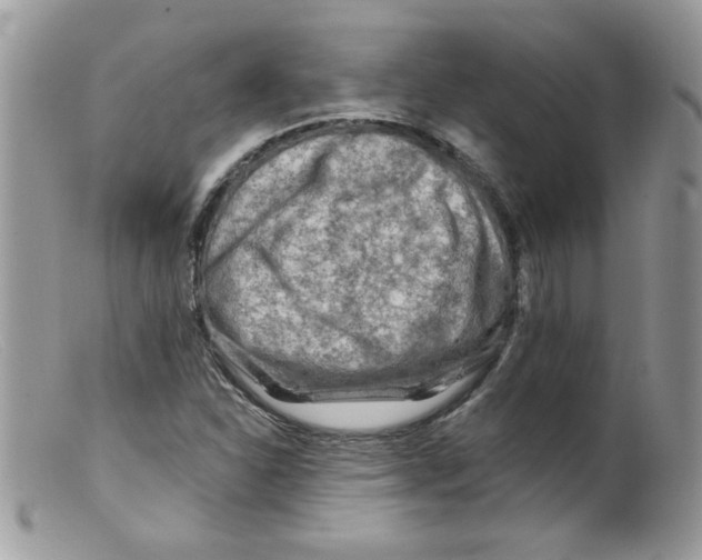X0000098131310200805151106