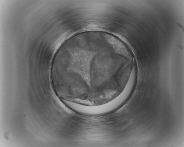 X0000098131333200805151106