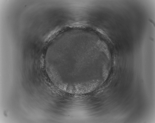 X0000098131350200805151105
