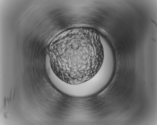 X0000098131361200805151105