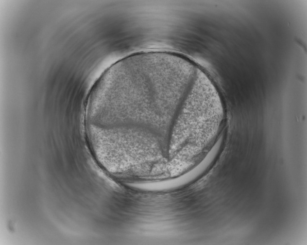 X0000098131374200805151105