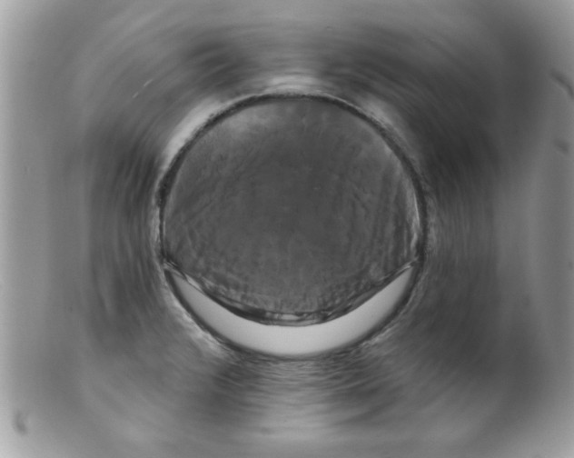 X0000098131376200805151105