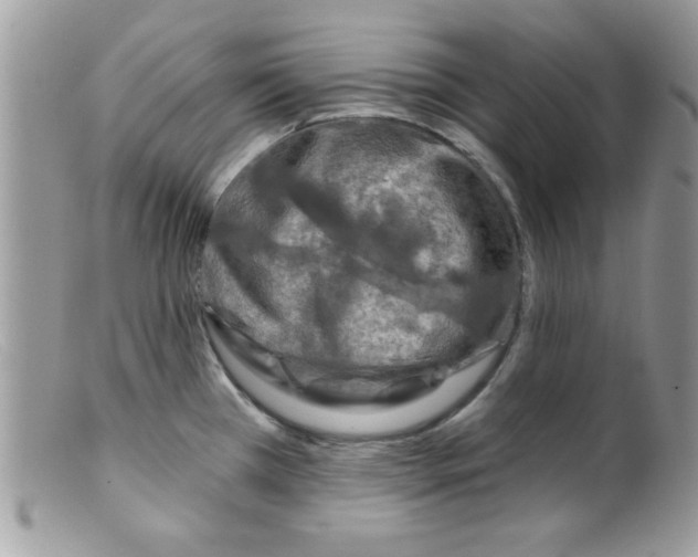 X0000098131385200805151105