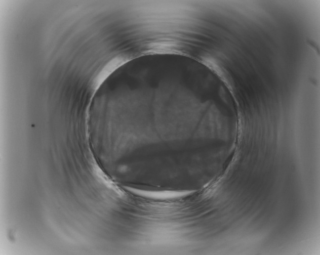 X0000098131386200805151105