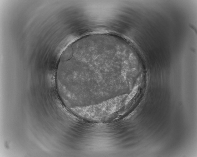 X0000098131409200805151104