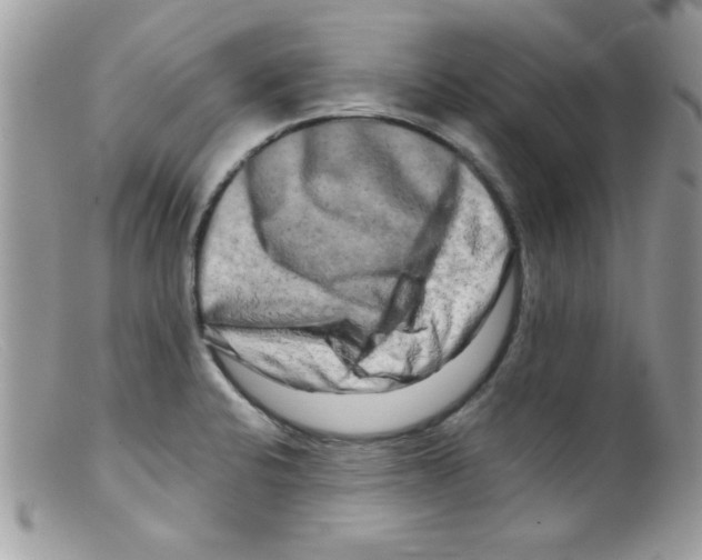 X0000098131424200805151105