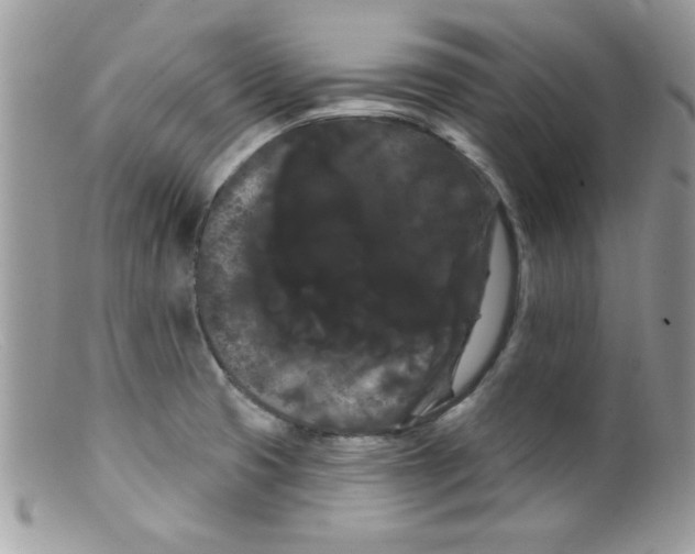 X0000098131425200805151105