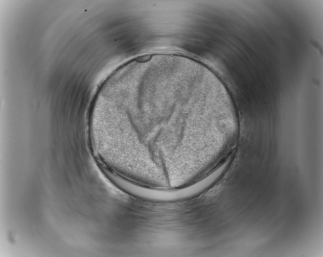 X0000098131430200805151105