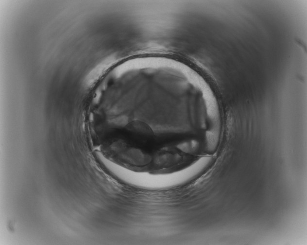 X0000098131455200805151104