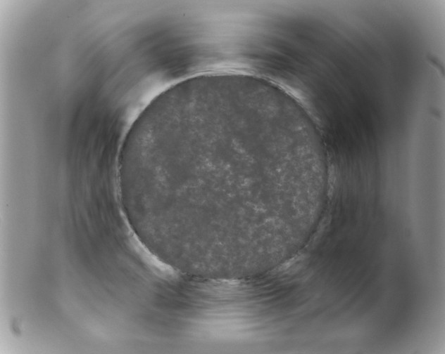 X0000098131470200805151104
