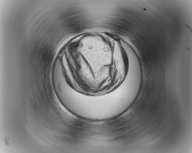 X0000098131484200805151104