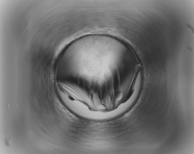 X0000098131506200805151103
