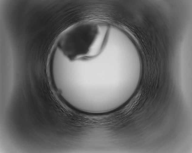 X0000098141246200804171113
