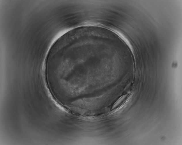 X0000098141053200805011339