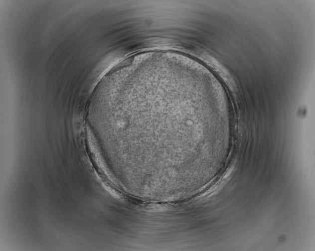 X0000098141385200805011334