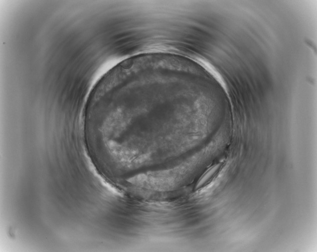X0000098141053200805081016