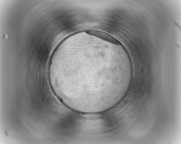X0000098141392200805081010