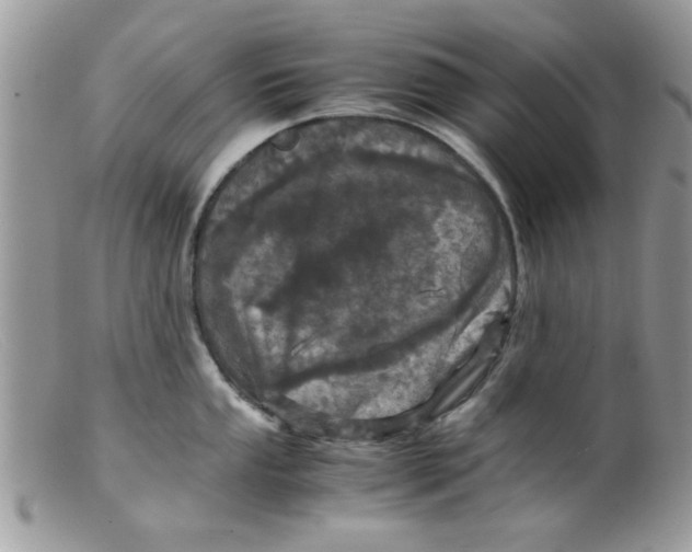 X0000098141053200805151135