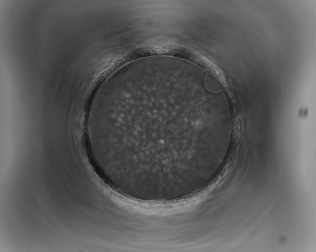 X0000098150018200804171624