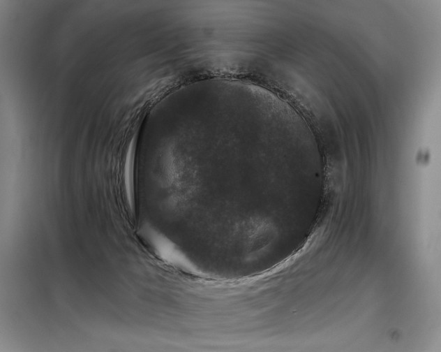 X0000098150029200804171624