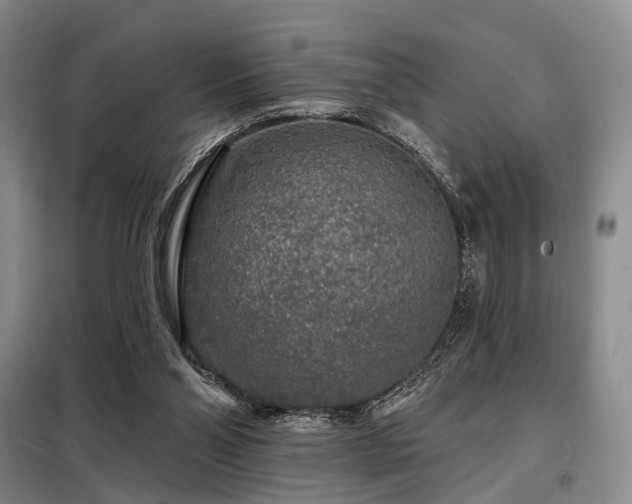 X0000098150110200804171622