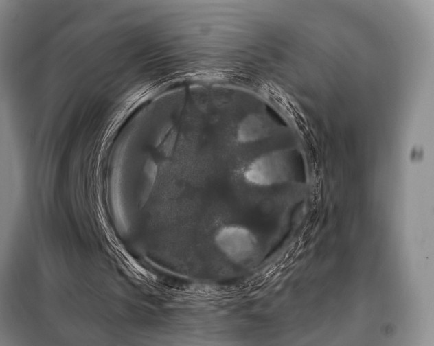 X0000098150145200804171621